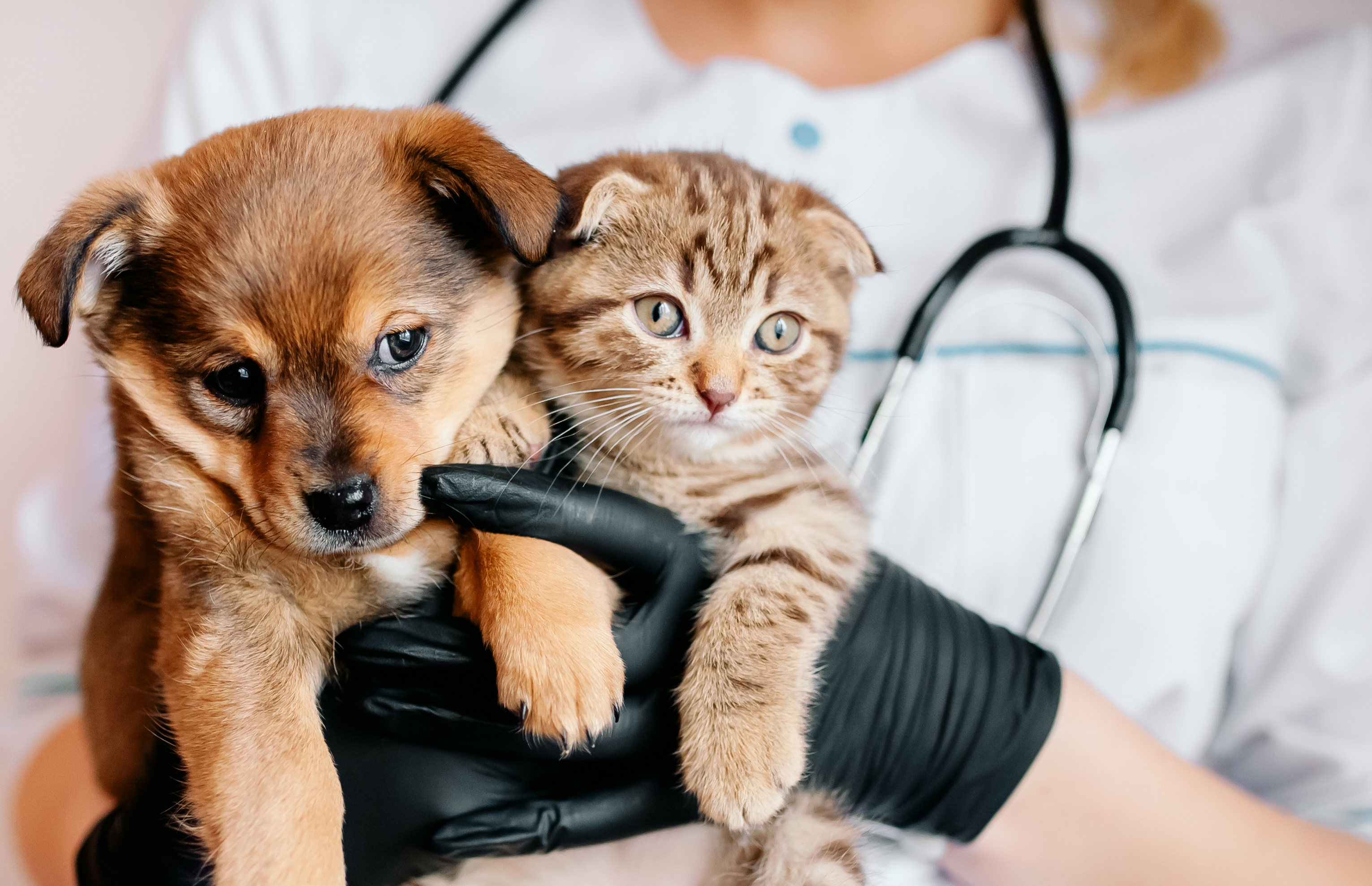 Medizinische Versorgung von Hunden und Katzen